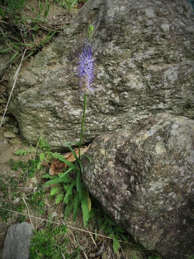 Phyteuma scorzonerifolium flower