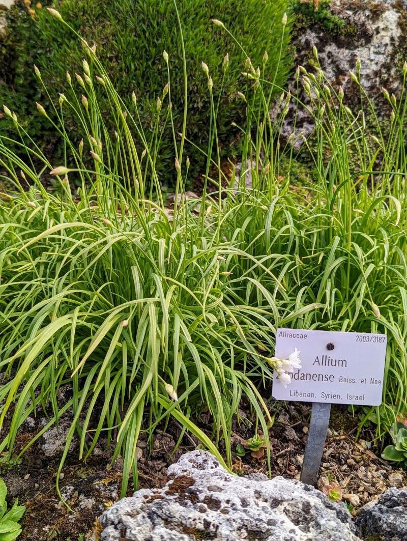 Allium zebdanense habit