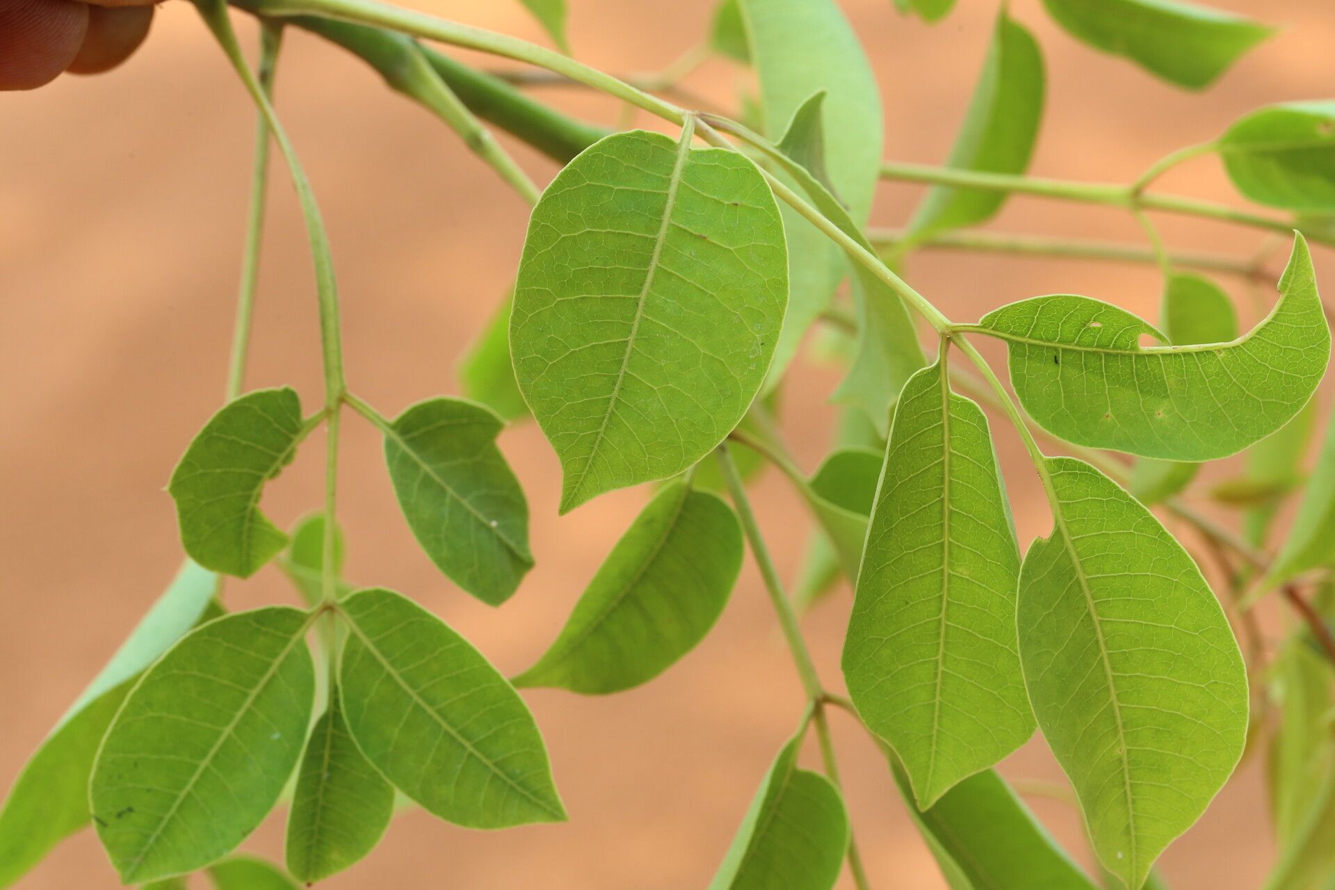 Lannea asymmetrica leaf