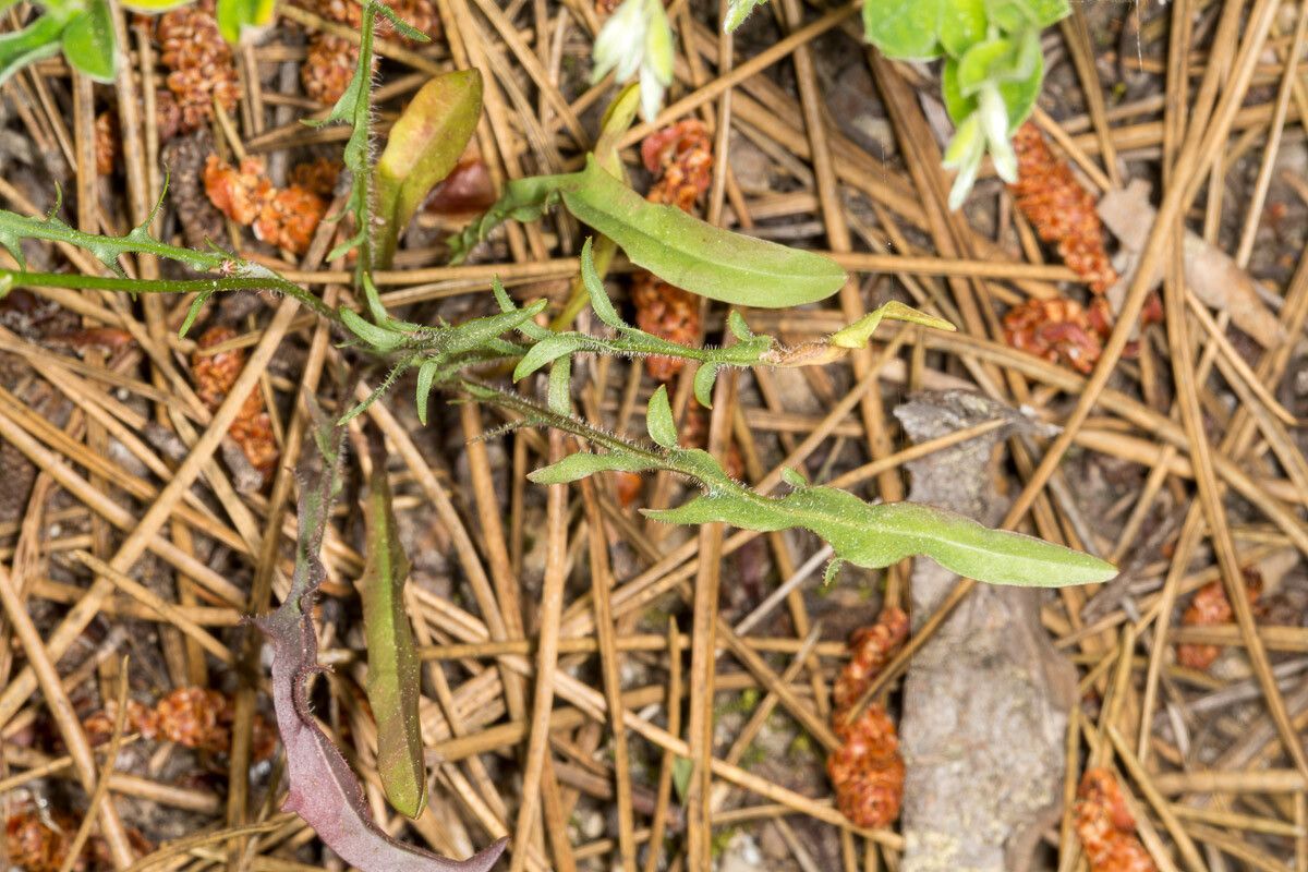 Hypochaeris cretensis leaf