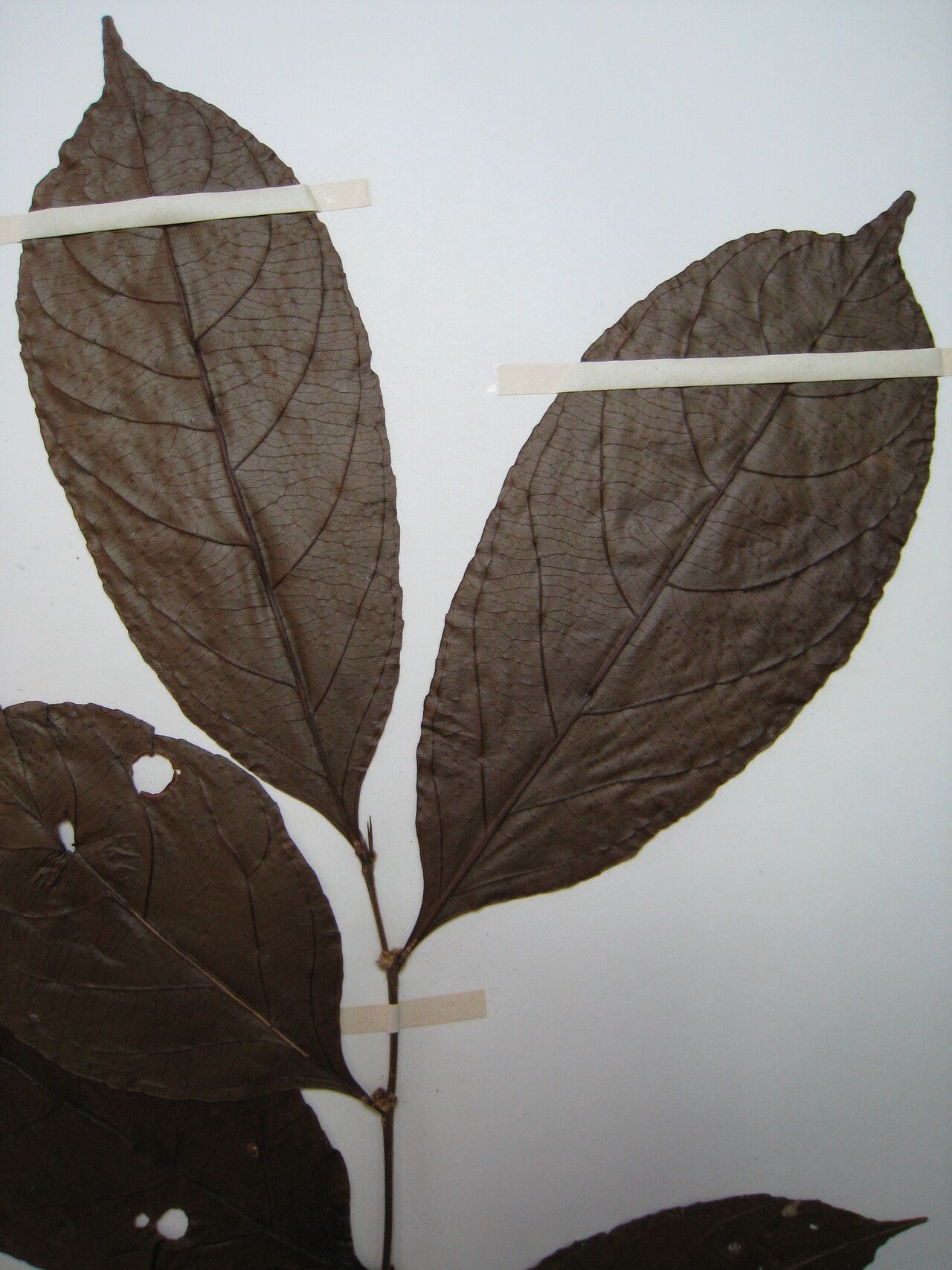 Casearia commersoniana other