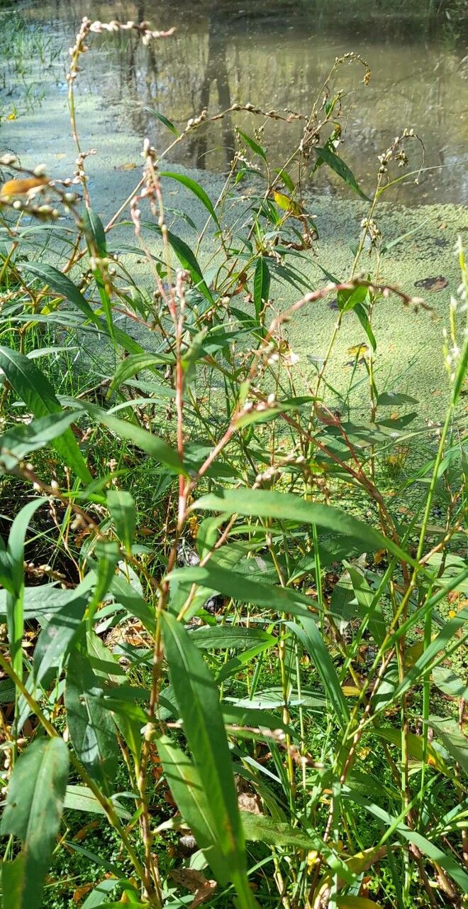 Persicaria punctata habit
