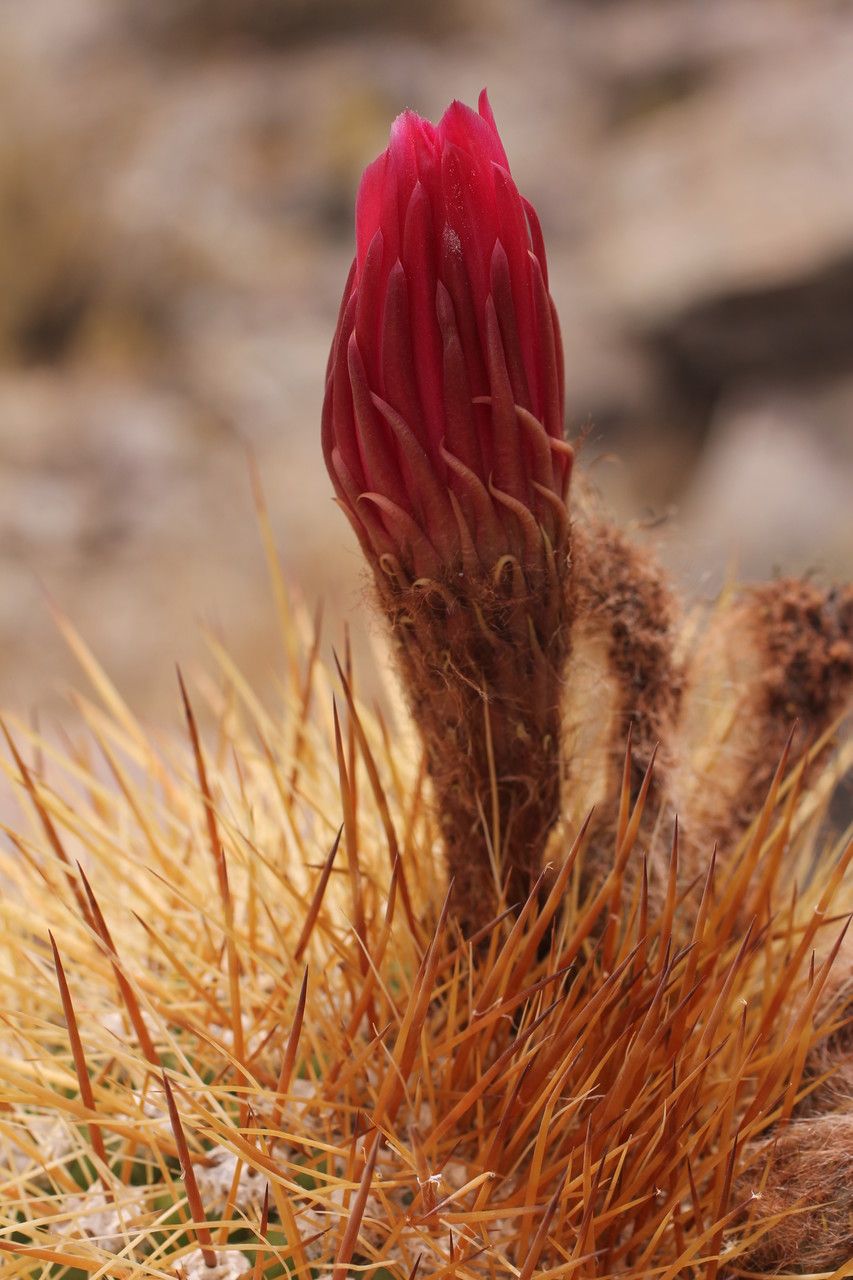 Echinopsis tarijensis flower