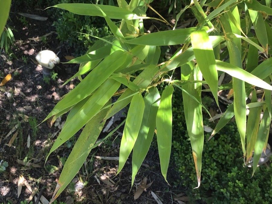 Phyllostachys bambusoides