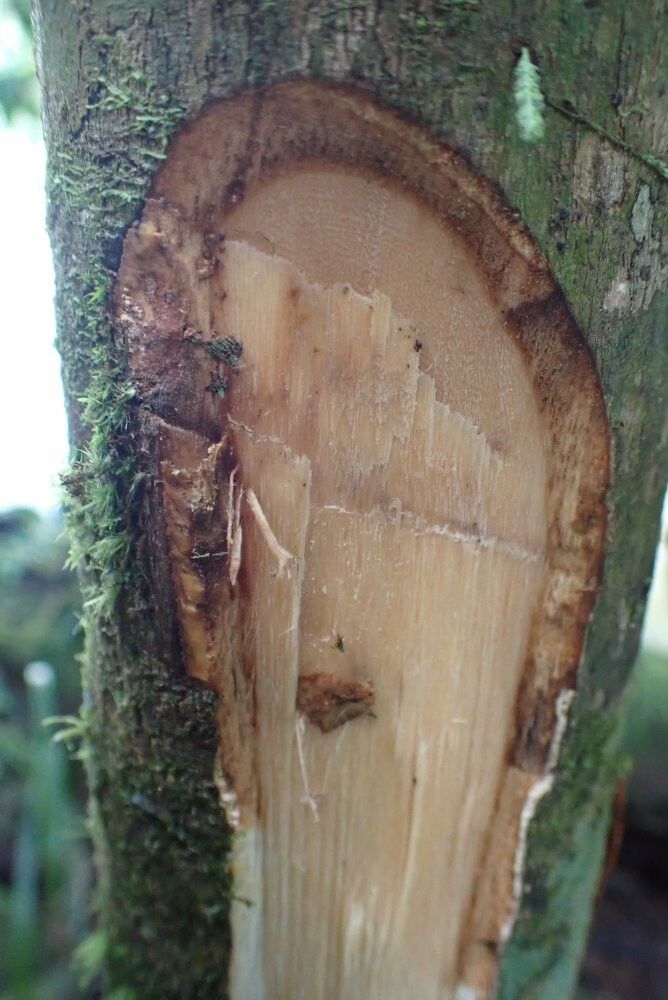 Tapura africana other