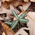 Chimaphila maculata