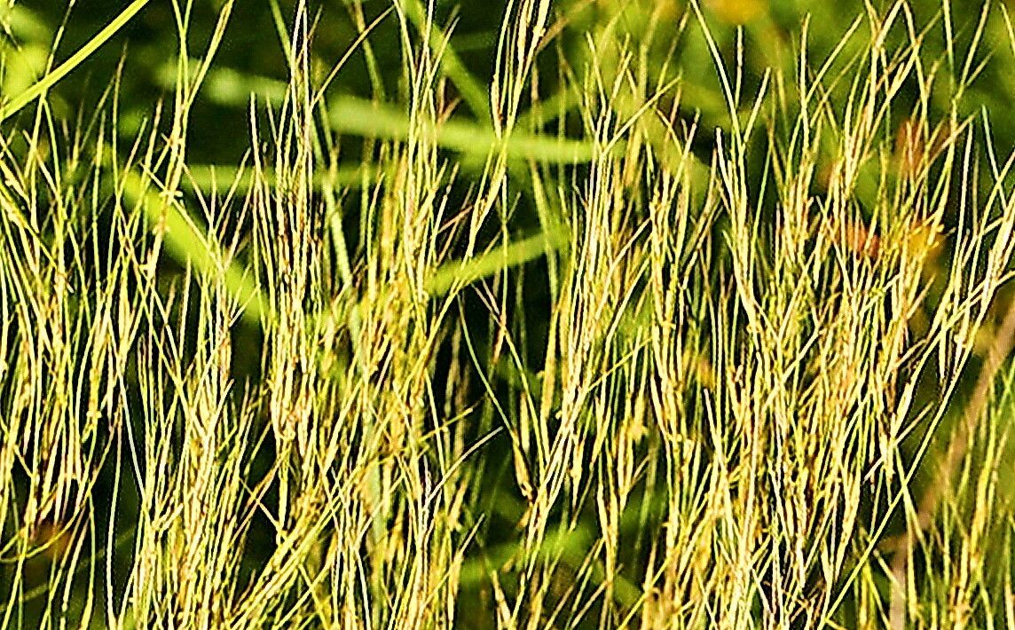 Aristida meridionalis — search result for 'Aristida'