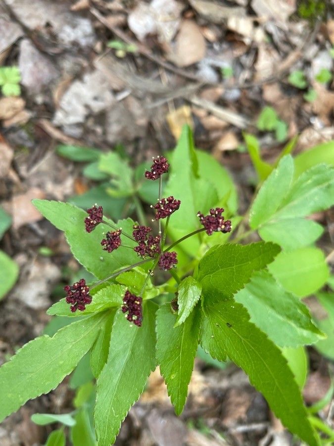Thaspium trifoliatum flower