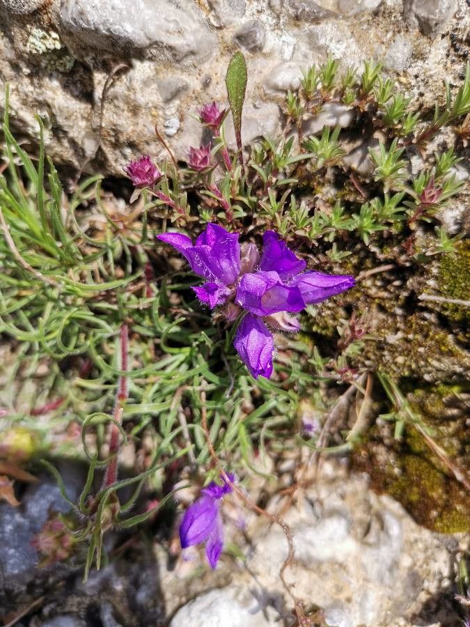 Edraianthus serpyllifolius — search result for 'Edraianthus'