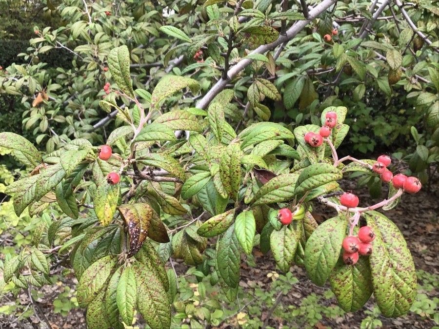 Cotoneaster × watereri leaf