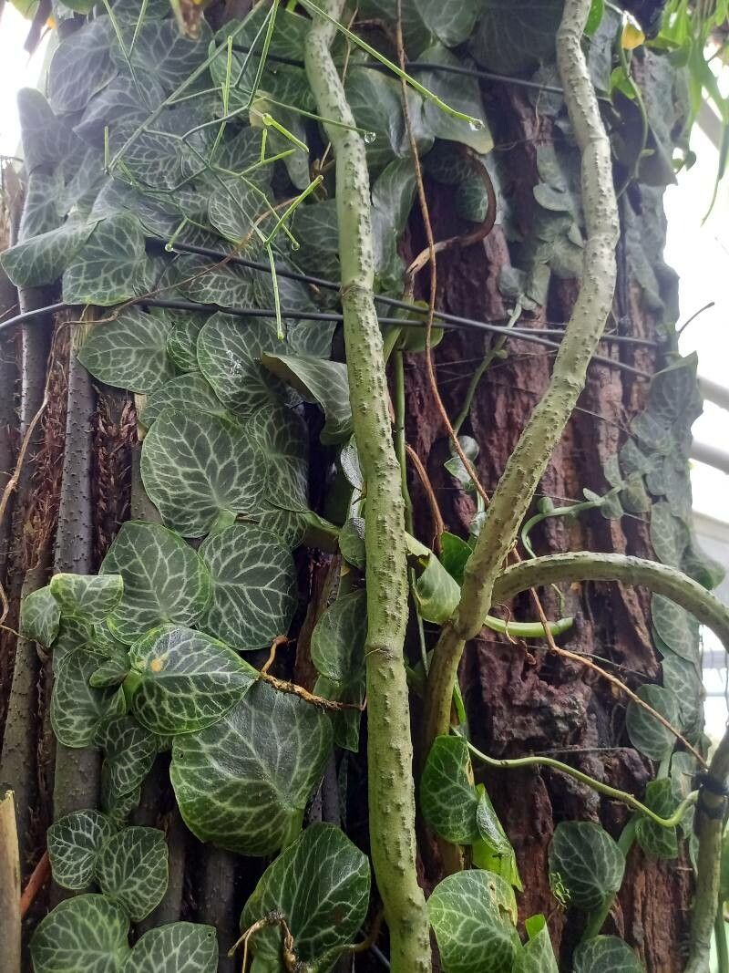 Vanilla perrieri habit