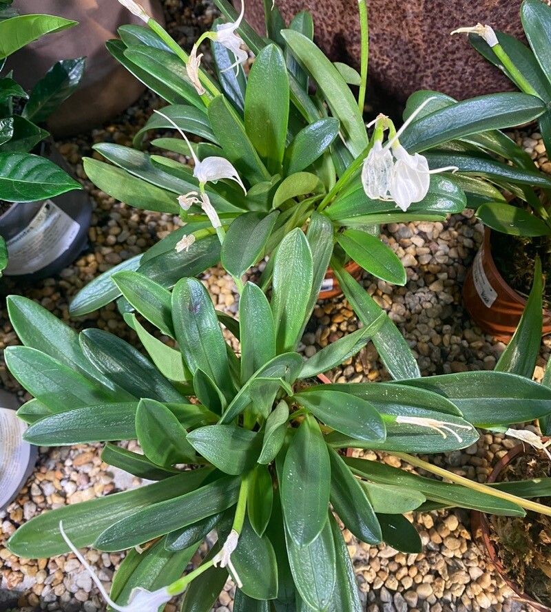 Masdevallia tovarensis — search result for 'Masdevallia'