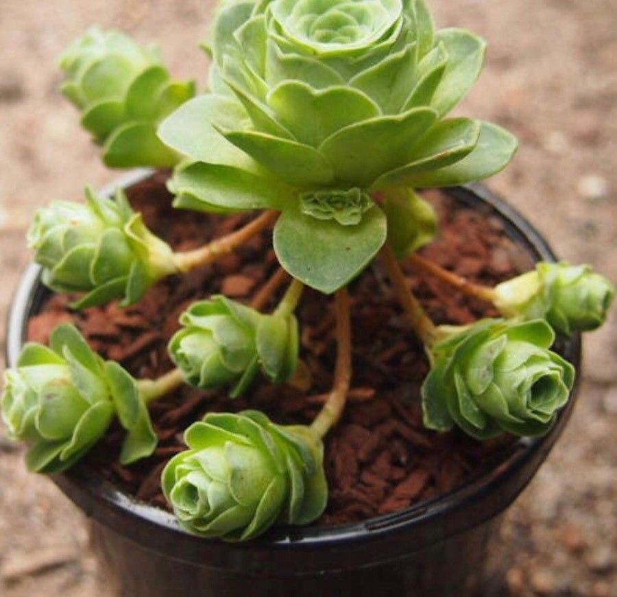 Orostachys aggregata leaf