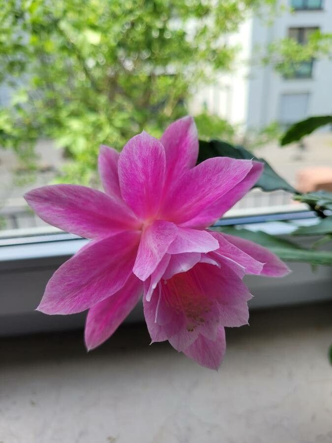 Epiphyllum spp. flower