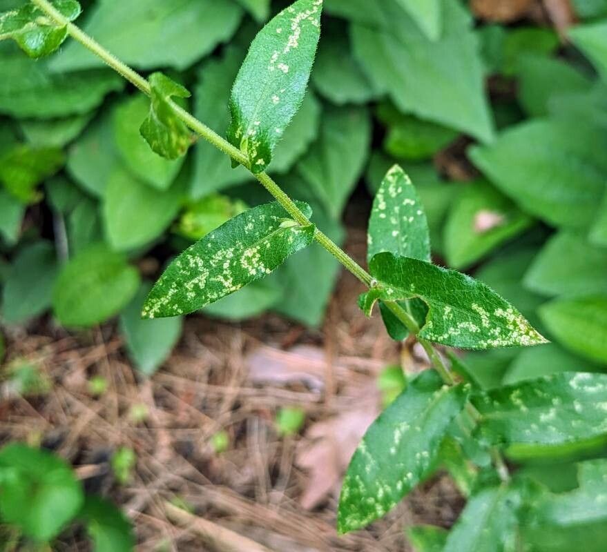 Symphyotrichum georgianum — search result for 'Symphyotrichum'