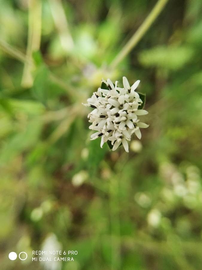 Lagascea mollis flower