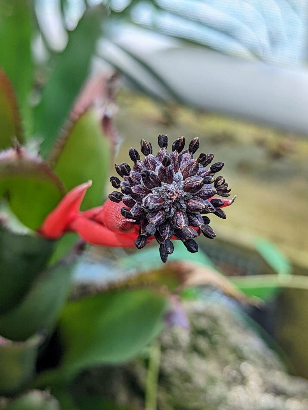 Aechmea pineliana flower