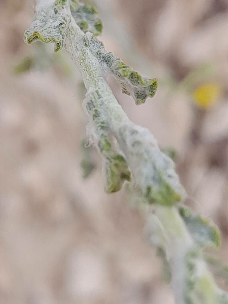 Pulicaria gnaphalodes leaf