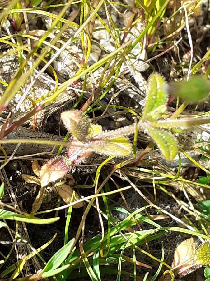 Cerastium cerastoides — search result for 'Cerastium'