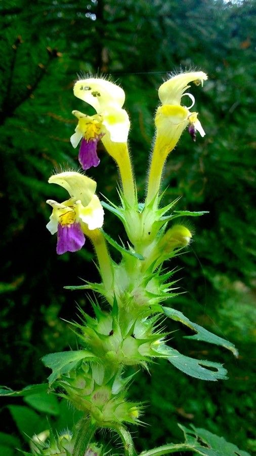 Galeopsis speciosa flower