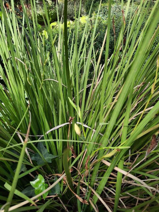 Carex elata leaf
