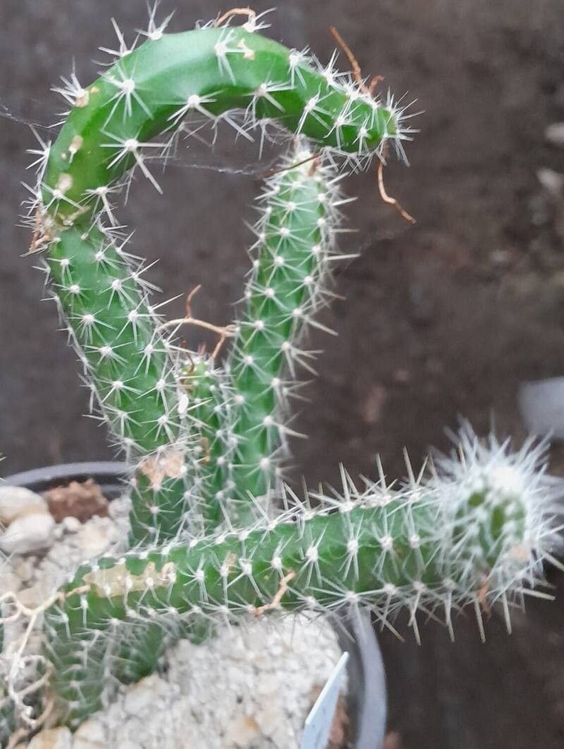 Selenicereus vagans — search result for 'Selenicereus'