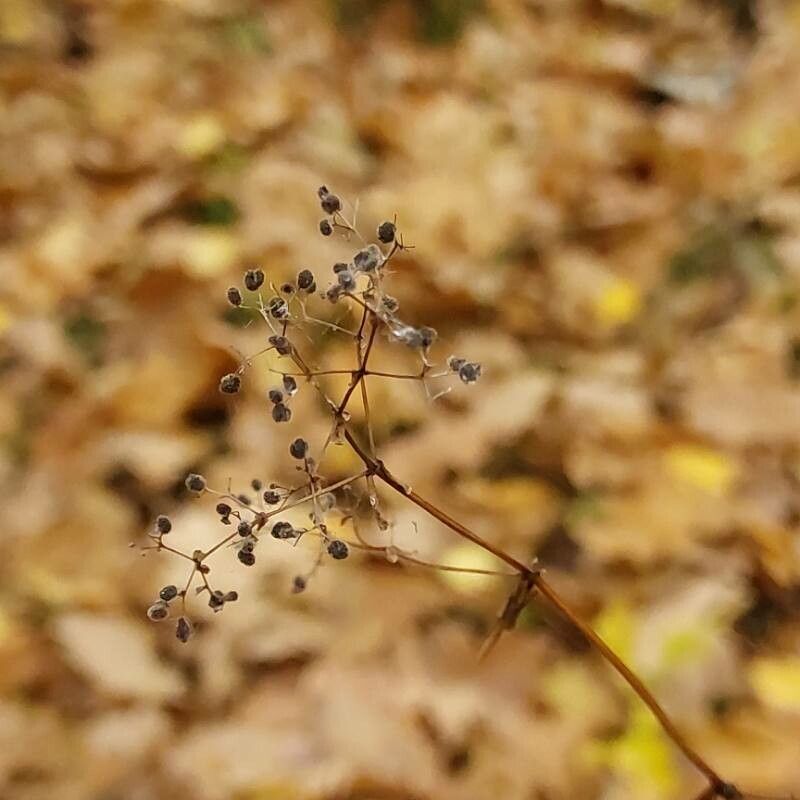 Galium boreale fruit