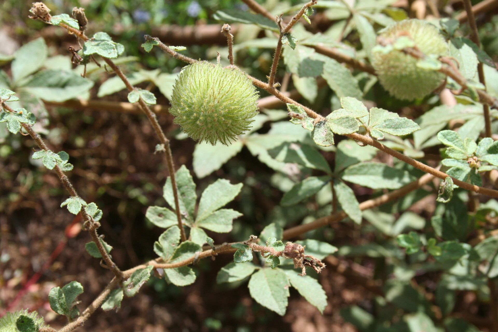 Triumfetta digitata other