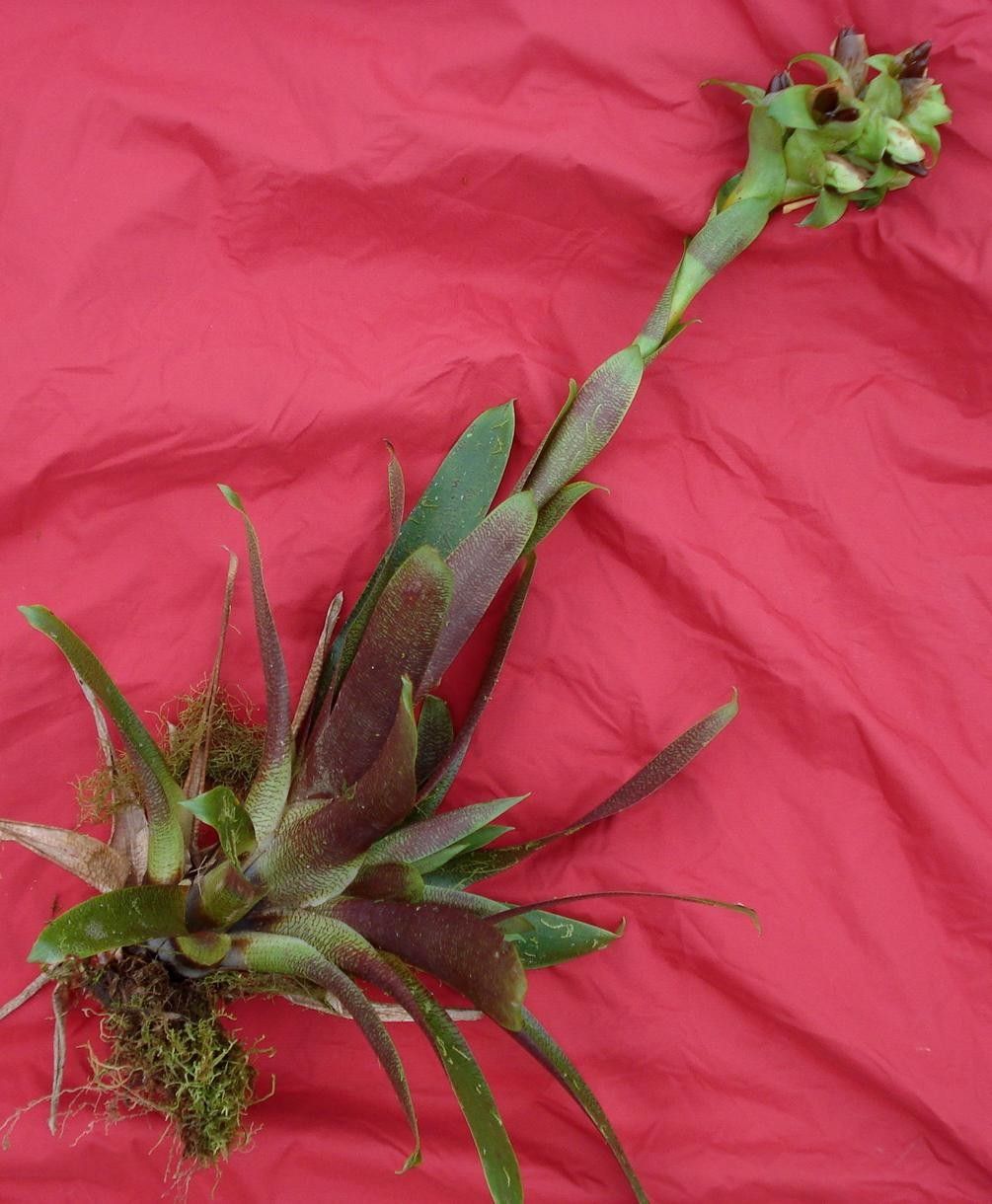 Werauhia hygrometrica other