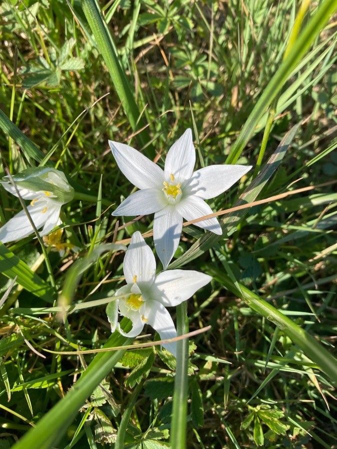 Ornithogalum exscapum — search result for 'Ornithogalum'