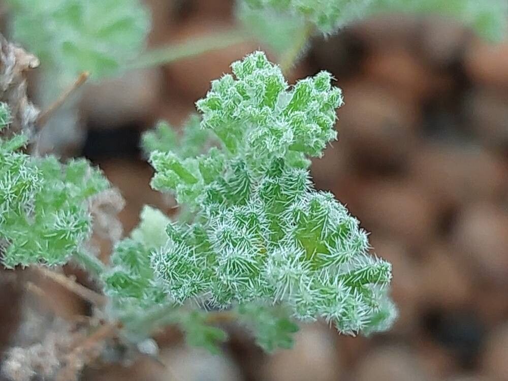 Pelargonium hirtum leaf
