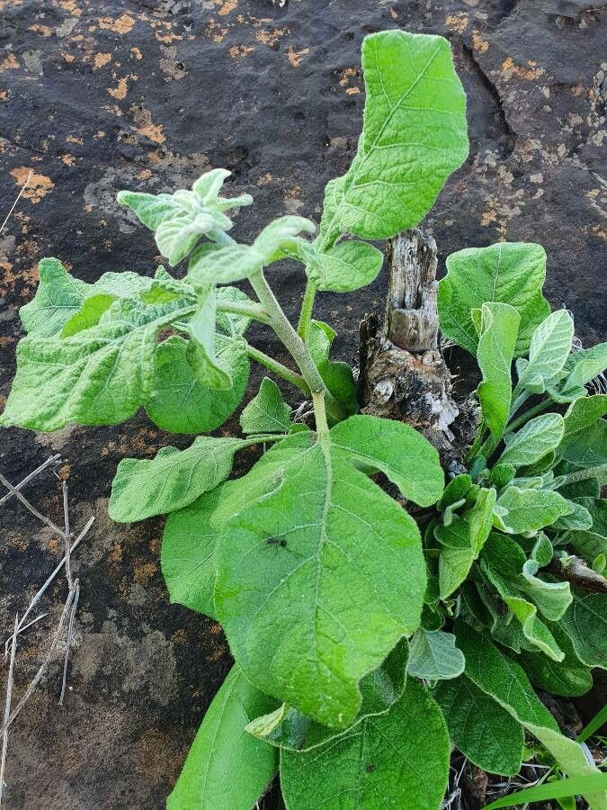 Lannea triphylla habit