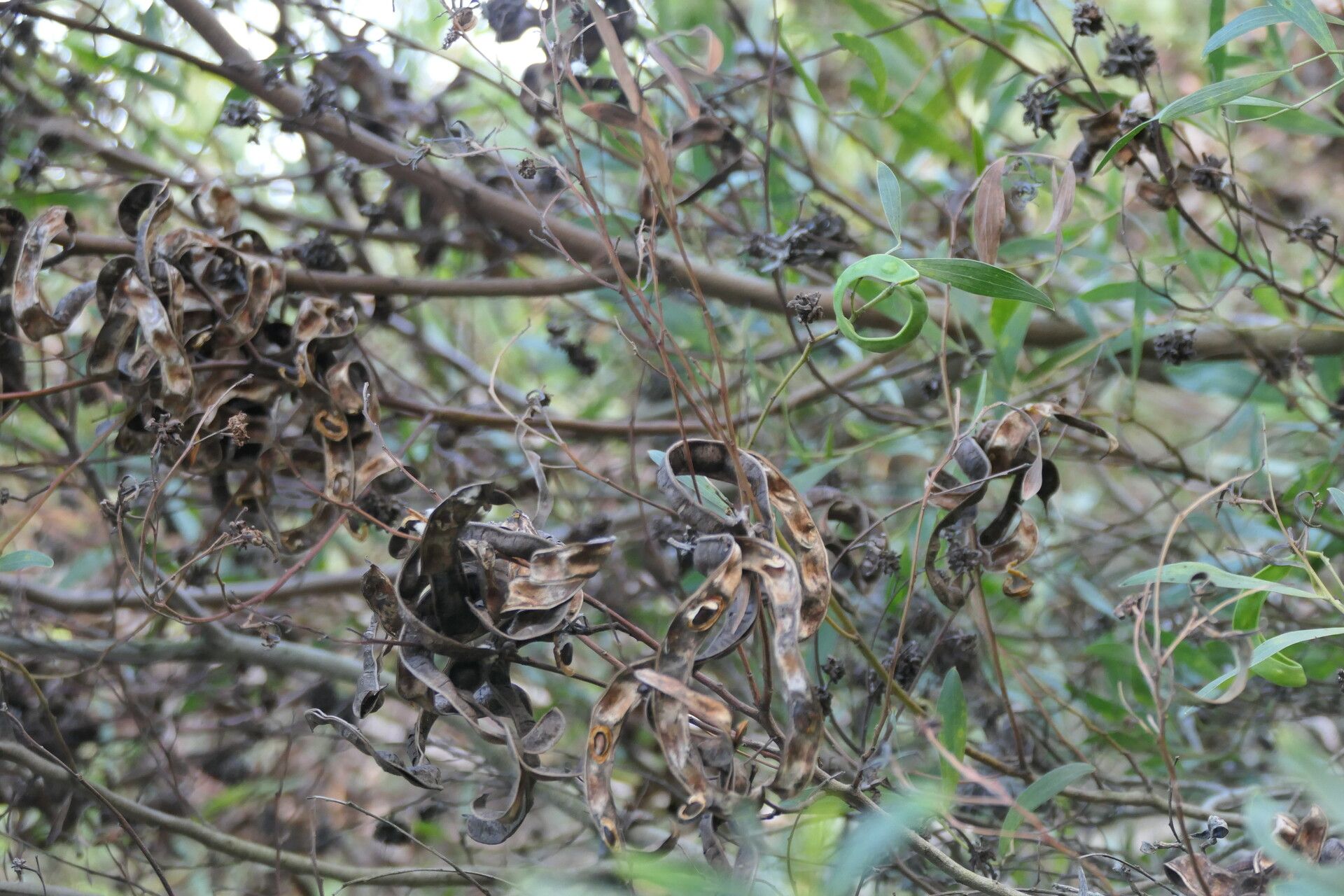 Acacia cyclops fruit