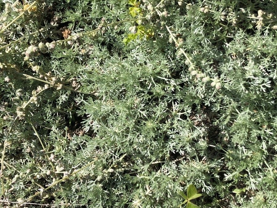 Artemisia pedemontana — search result for 'Artemisia'