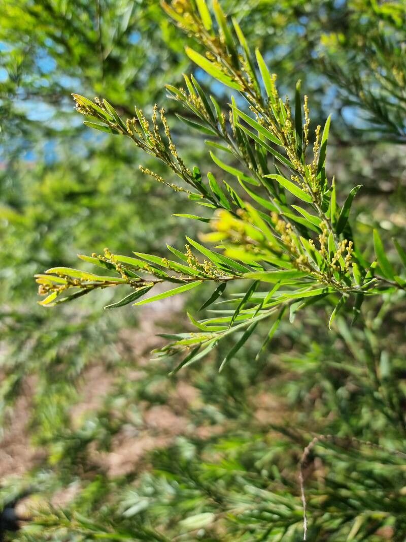 Acacia neriifolia leaf