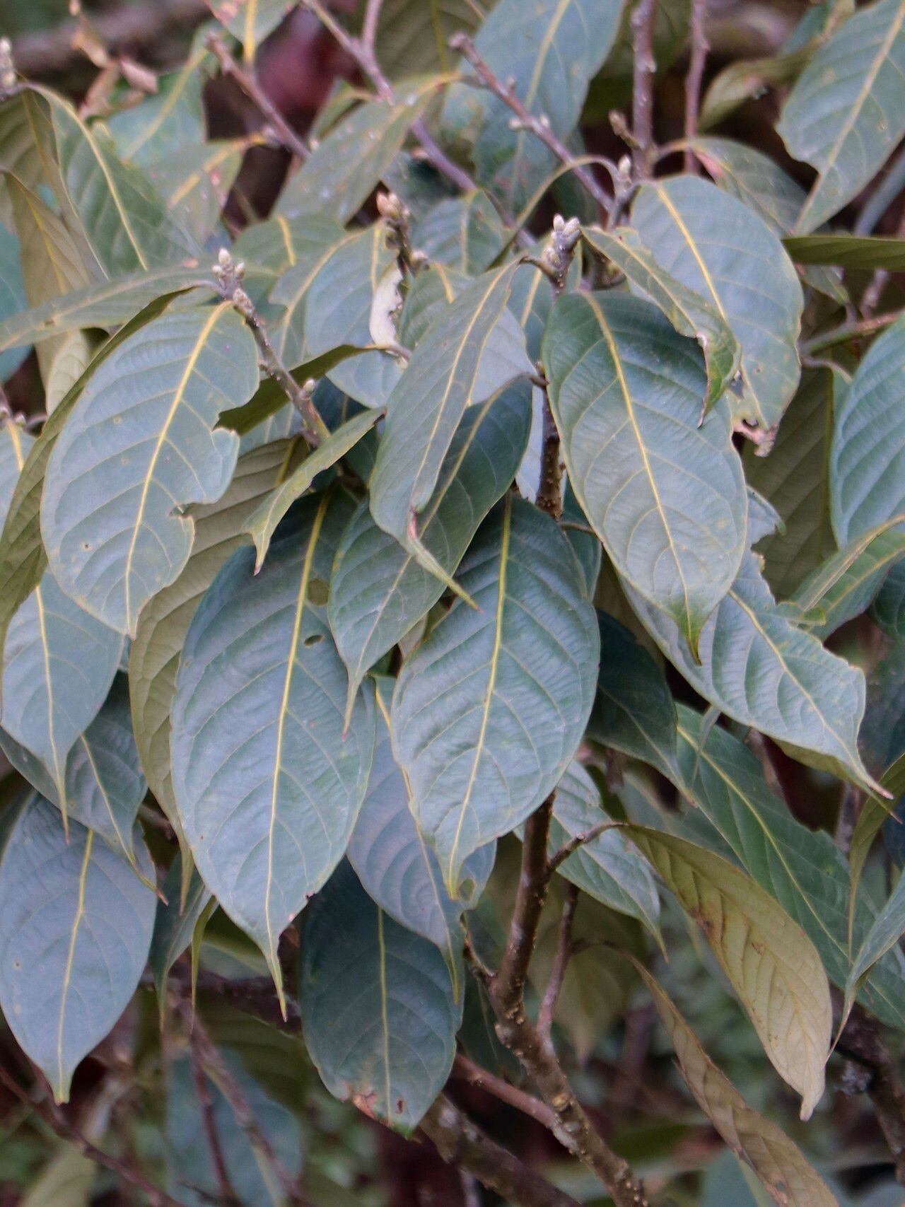 Lithocarpus pachyphyllus — houseplant care guide