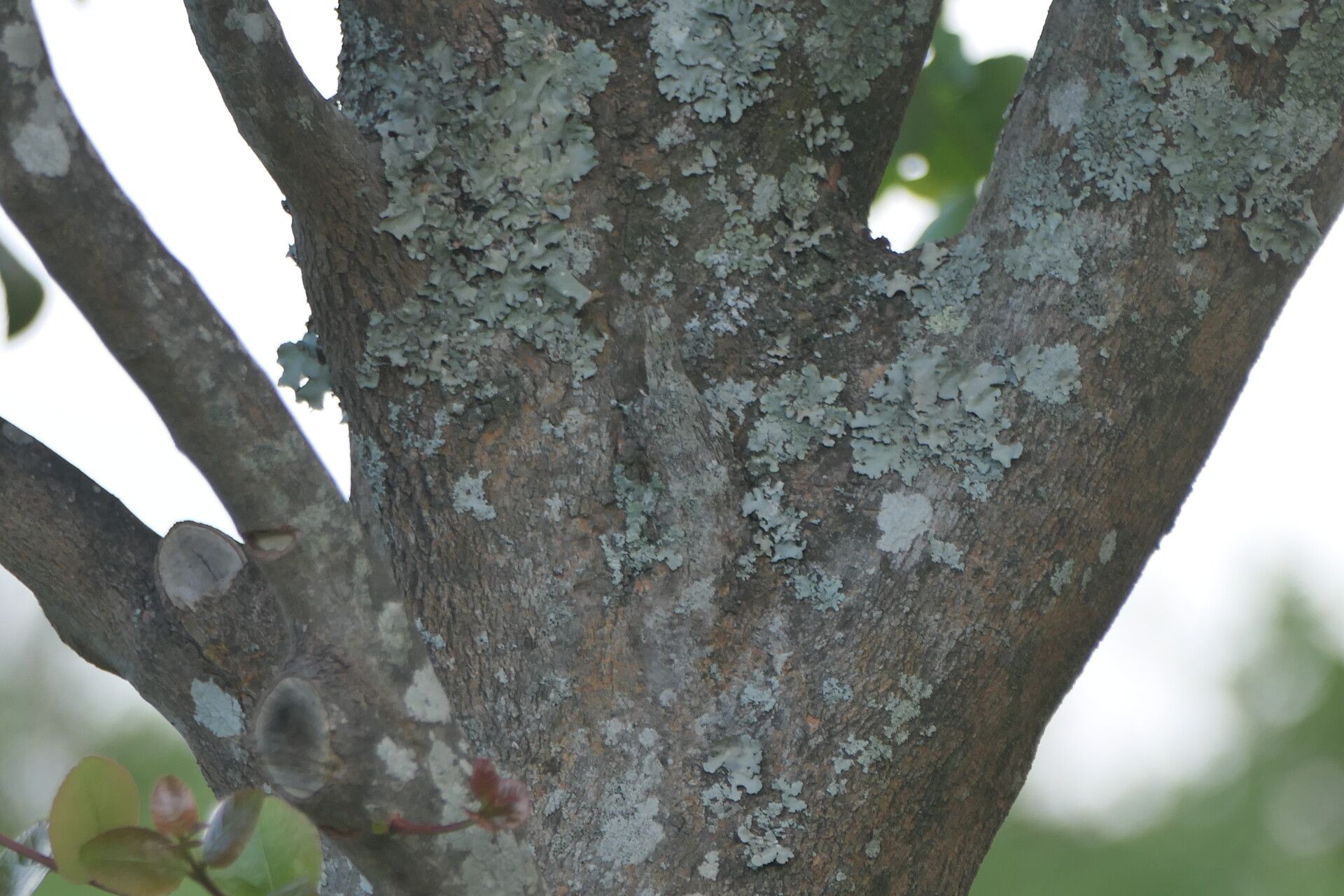 Cassine peragua bark