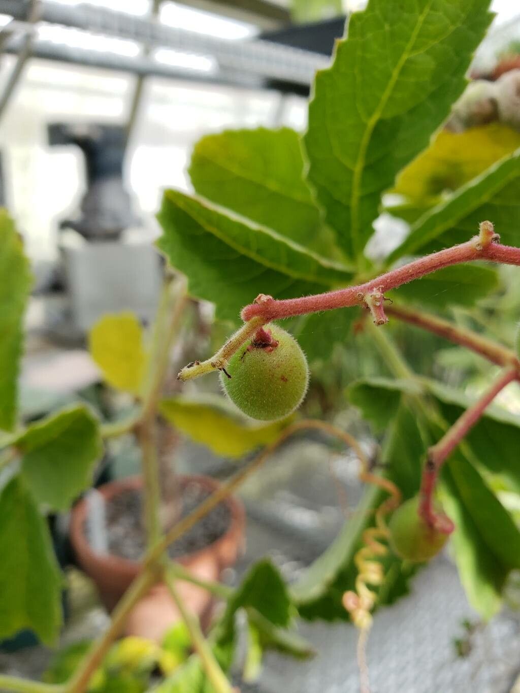 Cyphostemma lanigerum fruit