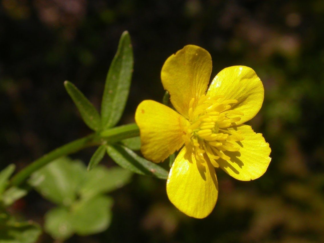 Ranunculus harveyi flower