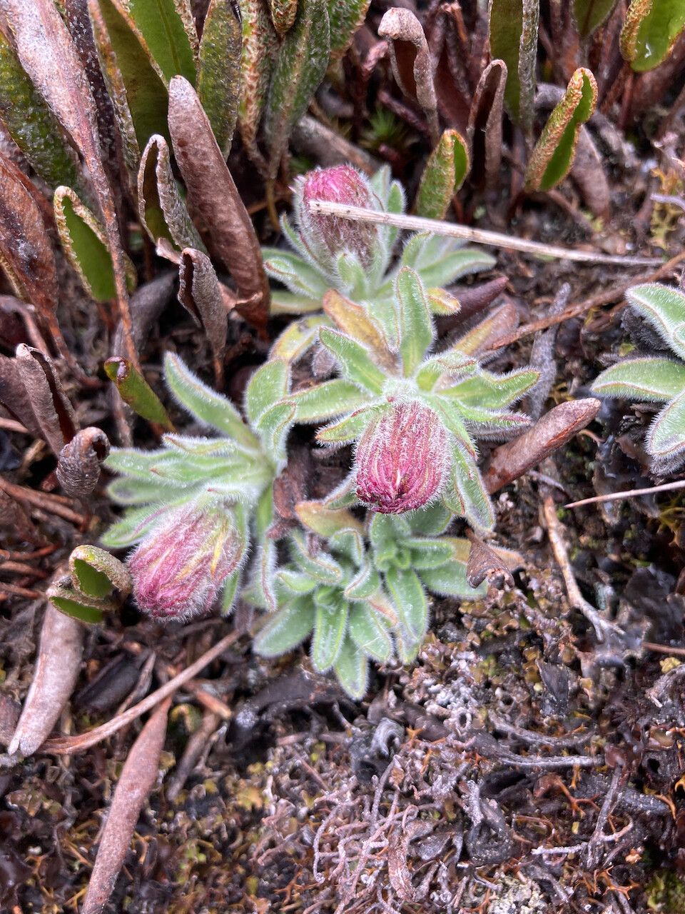 Erigeron chionophilus flower