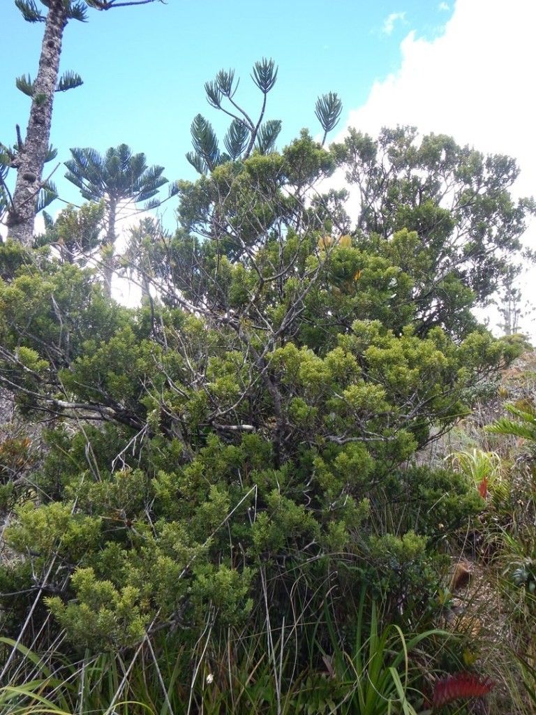 Prumnopitys ferruginoides — related species from the same genus