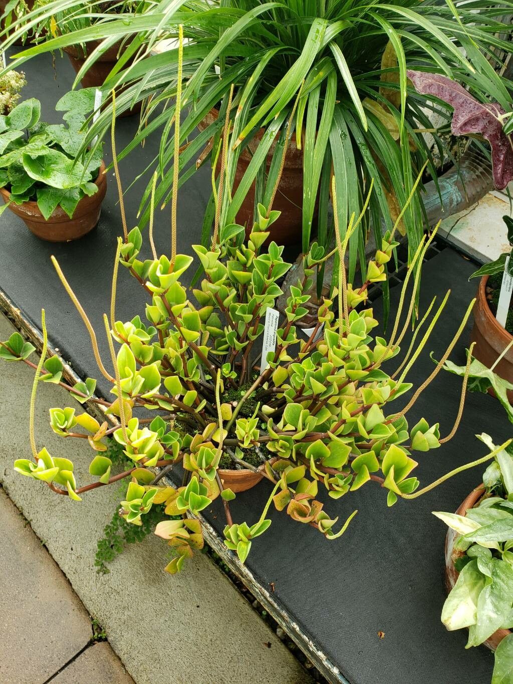 Peperomia angustata habit