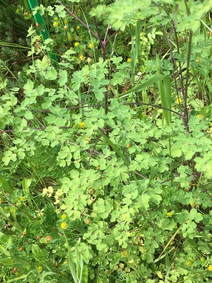 Thalictrum fendleri — houseplant care guide