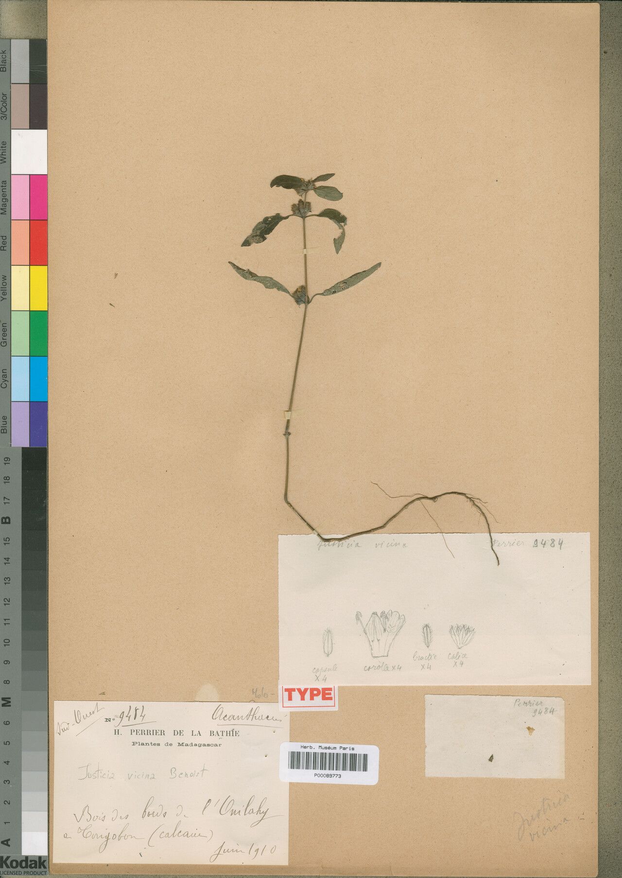 Justicia vicina — houseplant care guide