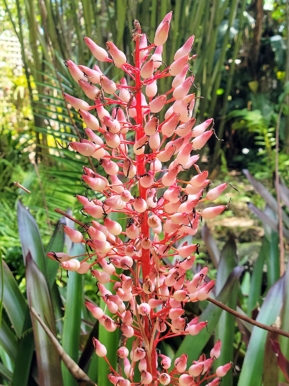 Aechmea melinonii flower