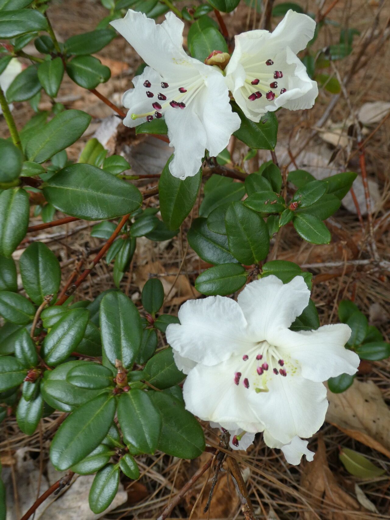 Rhododendron moupinense — houseplant care guide
