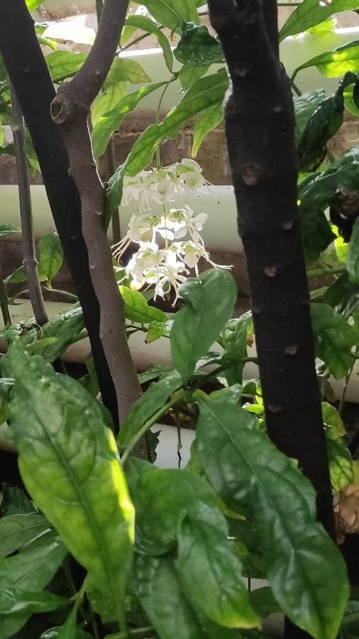 Clerodendrum wallii bark