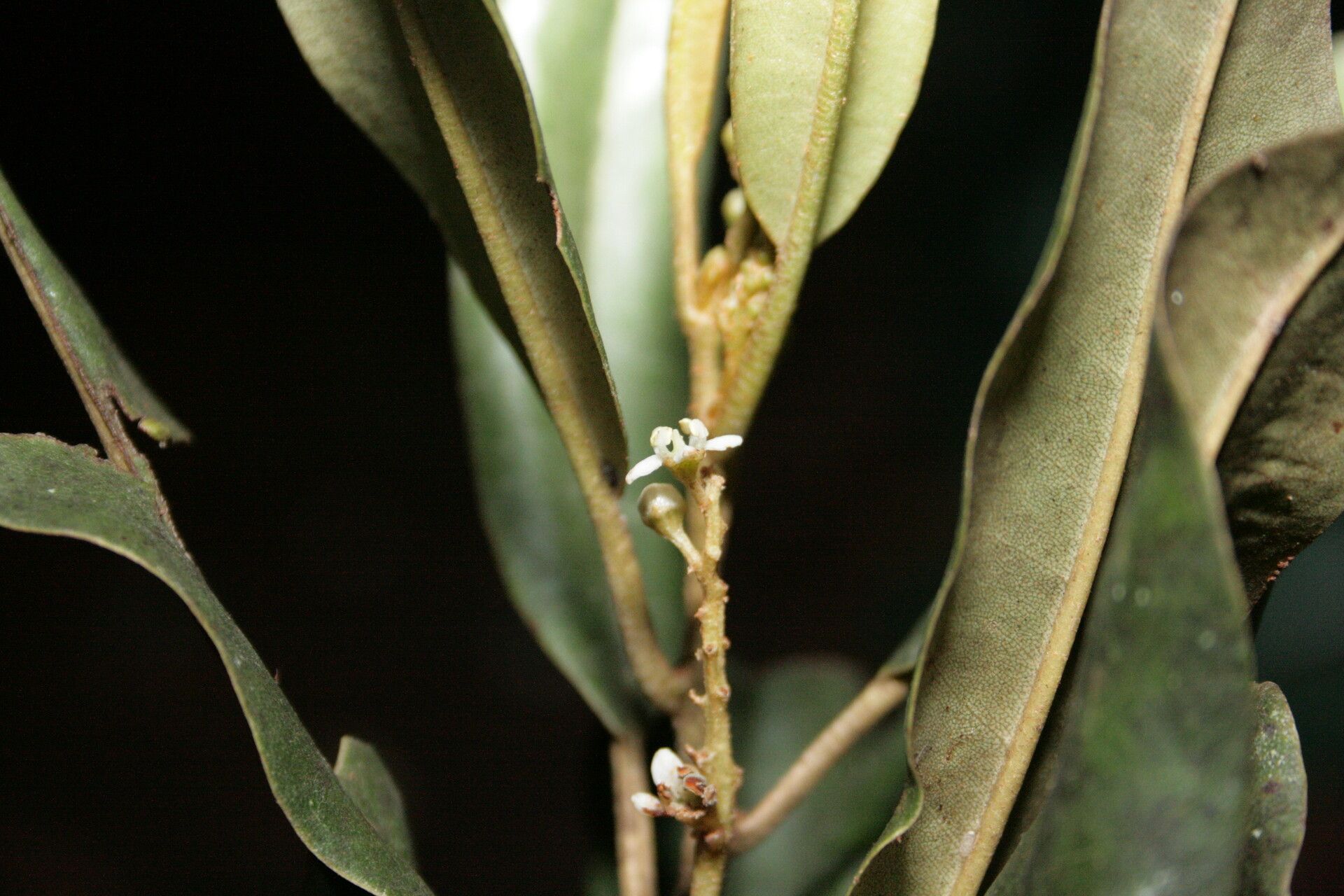 Quintinia altigena flower