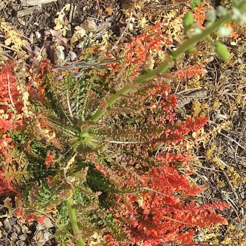 Reseda undata — search result for 'Reseda'