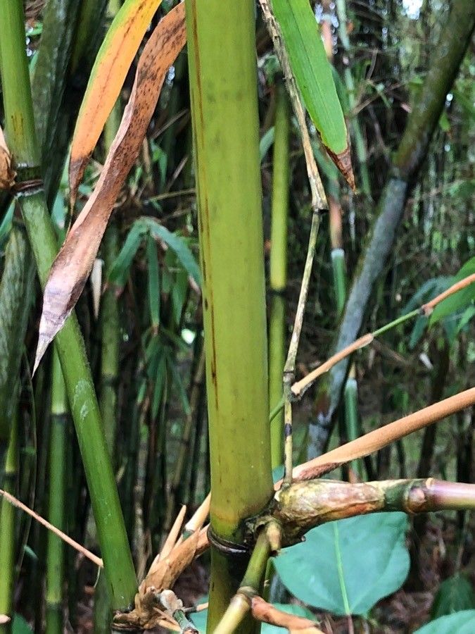 Schizostachyum brachycladum bark